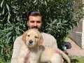 IRKININ EN İYİSİ JUMBO GOLDEN RETRİEVER BEBEKLERİ
