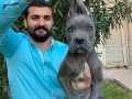 ÜST DÜZEY BLUE CANE CORSO YAVRULARI