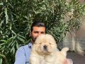 IRKININ EN İYİLERİNDEN KÜT BURUN CHOW CHOW YAVRULARI