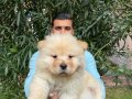 ÜST KALİTE BENZERSİZ CHOW CHOW YAVRULARI 