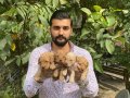 UYARI YEMESİ HİSSİ UYANDIRAN TOY POODLE YAVRULARIMIZ