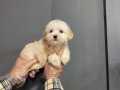 EN SEVİMLİ APRİCOT MALTİPOO BEBEĞİ