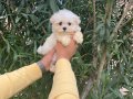 KAR BEYAZ ORİJİNAL TEACUP MALTESE TERRİER BEBEKLERİ 