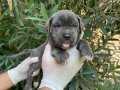 A KALİTE CANE CORSO IRK GARANTİLİ YAVRULAR