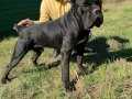 PARLAK SİYAH TÜYLERİYKE CANE CORSO YAVRULARI