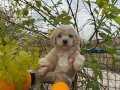 ORİJİNAL MALTİPOO YAVRULARIMIZ
