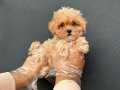 DAHA İYİSİ YOK İDDİALIYIZ MALTİPOO BEBEKLER