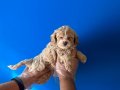 IRK GARANTİLİ ÖZEL MALTİPOO BEBEKLERİ