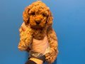 IRK VE SAĞLIK GARANTİLİ AŞILI TOY POODLE BEBEKLER