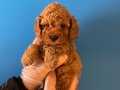 RED BROWN TOY POODLE BEBEKLER