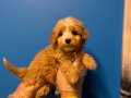 GÜZELLER GÜZELİ MALTİPOO BEBEKLER