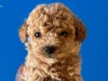 ORİJİNAL TEACUP POODLE BEBEKLER