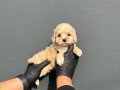 GERÇEK MALTİPOO BEBEKLER
