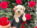 YUMUŞACIK TÜYLERİYLE MALTİPOO BEBEKLER