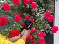SEVİMLİLİKTE SINIR TANIMAYAN TOY POODLE BEBEKLER