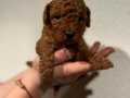 RED BROWN TOY POODLE BEBEKLER