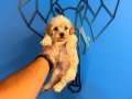 EN TATLISI EN SEVİMLİ MALTİPOO BEBEKLER