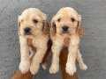 IRK GARANTİLİ MALTİPOO YAVRULAR