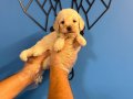 SEVİMLİ MALTİPOO YAVRULARIMIZ