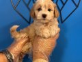 IRK GARANTİLİ GERÇEK MALTİPOO BEBEKLER