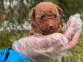 TÜRKİYE'DE TEK GERÇEK MİKRO TEACUP POODLE BEBEK