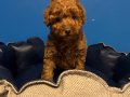 IRKIN EN İYİLERİNDEN TOY POODLE BEBEKLER