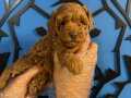 CAZİBESİYLE BÜYÜLEYEN TOY POODLE: YENİ ARKADAŞINIZI KEŞFEDİN