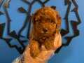 ZERAFETİN SİMGESİ:TOY POODLE KÖPEKLER SİZLERİ BEKLİYOR!!