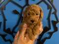TOY POODLE BEBEKLERLE HAYATINIZA NEŞE KATIN!!