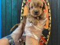 EN GÜZELİ EN ÖZELİ MALTİPOO BEBEKLER