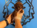 RED BROWN TOY POODLE BEBEKLER