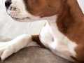 Amerikan staffordshire terrier 2.5 aylık yavru 