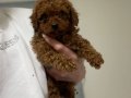 A kalite Poodle erkek yavrularım 
