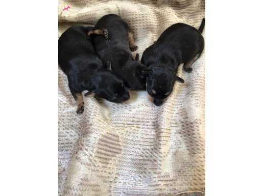 Pinscher yavru
