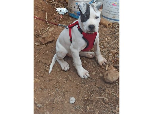 7 aylık dişi pitbull