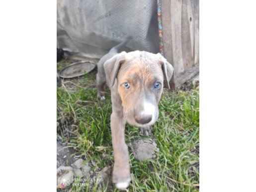 Yavru pitbull tiger 