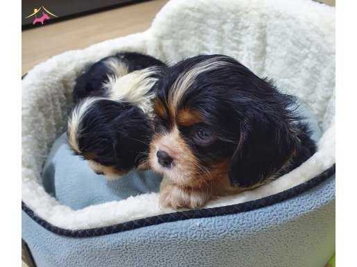 Küt Burun Cavalier King Charles Spanial Yavru Köpeklerimiz
