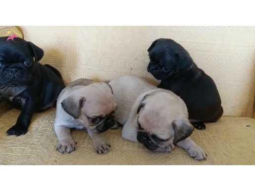 Pug yavrularım teslime hazır
