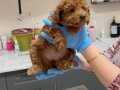 Orjinal Toy Poodle yavru disi 3 aylik