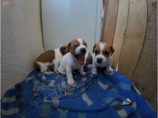 Safkan kısa bacak jack russel