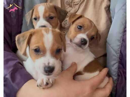 Saf kan kısa bacak çok sevimli