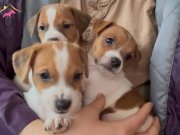 Saf kan kısa bacak çok sevimli