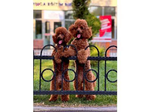 SAFKAN TOY POODLE YAVRULARIMIZ YENİ YUVALARINI ARIYOR…