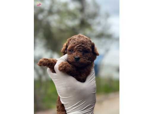 FCİ SCRLİ ANNE TOY POODLE YAVRULARI 