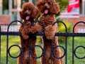 SAFKAN TOY POODLE YAVRULARIMIZ YENİ YUVALARINI ARIYOR…