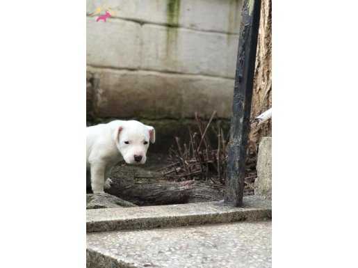 Albino lekesiz yavru pitbull