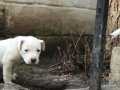 Albino lekesiz yavru pitbull