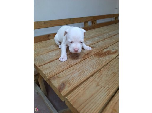 sahibinden a kalite albino pitbul yavrulario