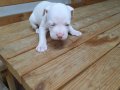 sahibinden a kalite albino pitbul yavrulario