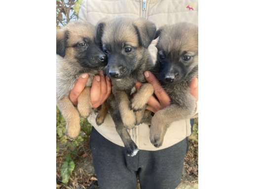 A kalite malinois bebekler 